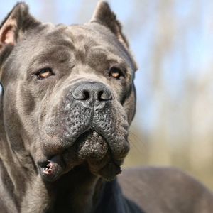 Meet your Posher, Rosalind